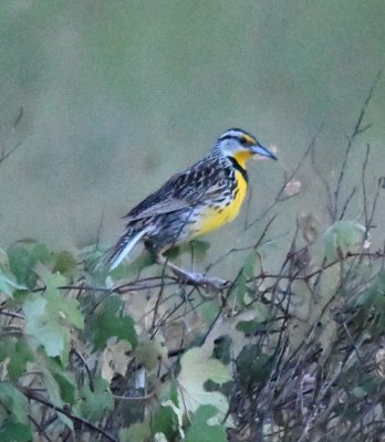 We stopped on our way to the Royal Palm Visitor Center--somewhere near abandoned missile silos--to see an Eastern Meadowlark, a bird Hannah didn't see in Pennsylvania.