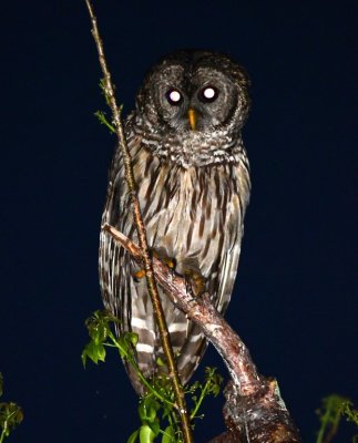 We also found this curious Barred Owl that came to check us out.