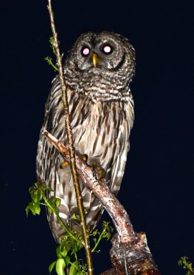 Barred Owl near Royal Palm Visitor Center, Everglades National Park, FL