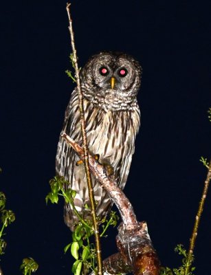 Last look at the Barred Owl