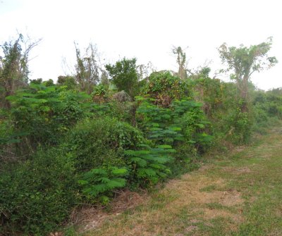 This was the habitat at Carysfort Circle on Key Largo, our first stop of the day, where we looked again in vain for the Mangrove Cuckoo.