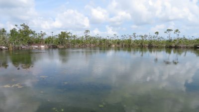 From the observation platform, the Blue Hole looked liked great habitat but had few birds this day.