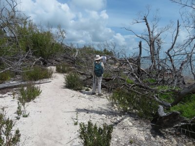 Dead mangroves remain nearly two years after Hurricane Irma.