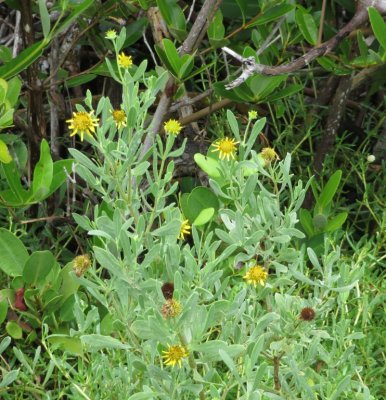 After lunch, we drove to the end of Old State Road 4A on Saddlebunch Keys. There were mangroves and interesting plant life, like this yellow wildflower.