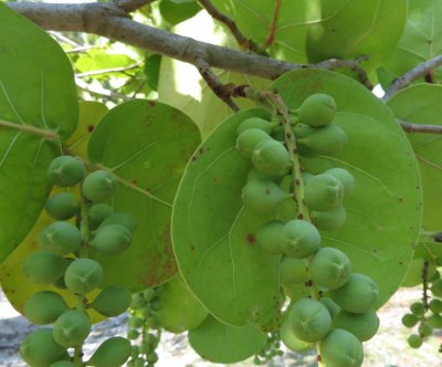 Sea Grapes
