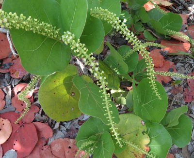 Sea Grape