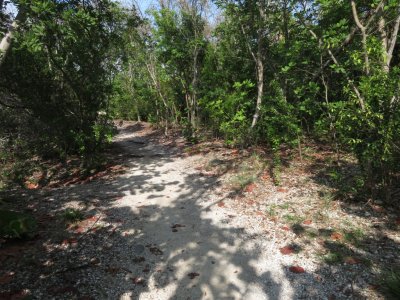 Sandy path at Ft Zachary Taylor State Park