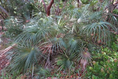 Small palm tree