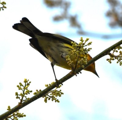 Cape May Warbler