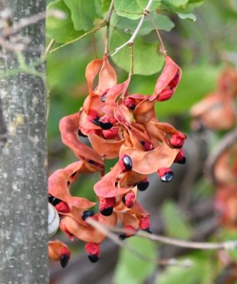 Interesting seed pods