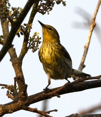 Cape May Warbler