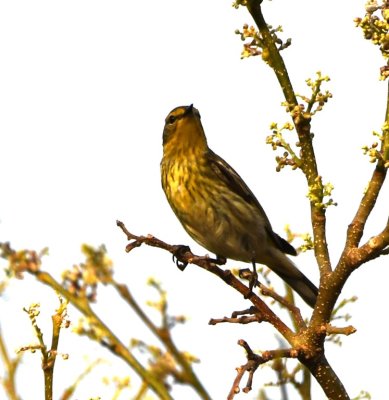 Cape May Warbler
