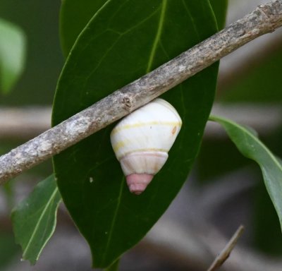 Snail attached to the leaf of a tree along the road