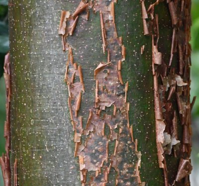 Another tree