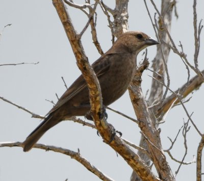 One of the few birds we saw here was a female Brown-headed Cowbird.