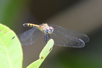 Dragonfly