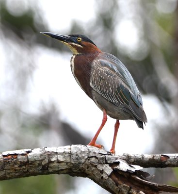 Green Heron