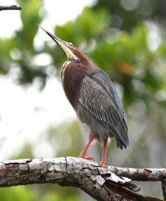 Is this Green Heron looking at something below or above?