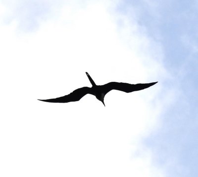 Magnificent Frigatebird