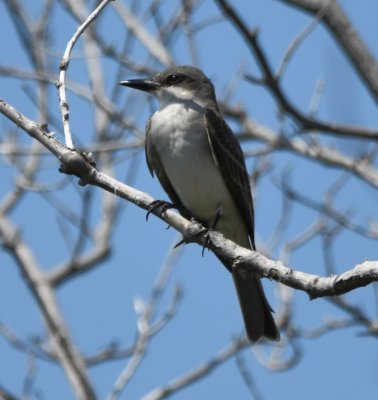 As we were leaving Saddlebunch Keys, we spotted this Gray Kingbird perched next to the road.