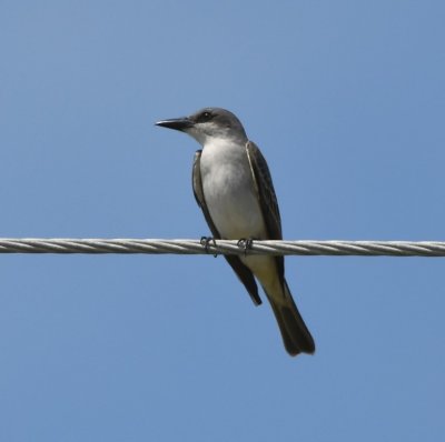 And another Gray Kingbird made an appearance.