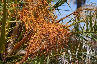 Orange palm berries