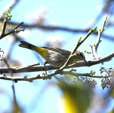 Palm Warbler