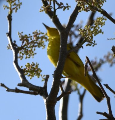 Yellow Warbler