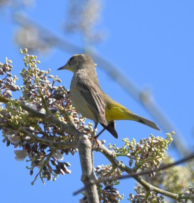 Palm Warbler