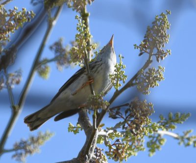 Blackpoll Warbler