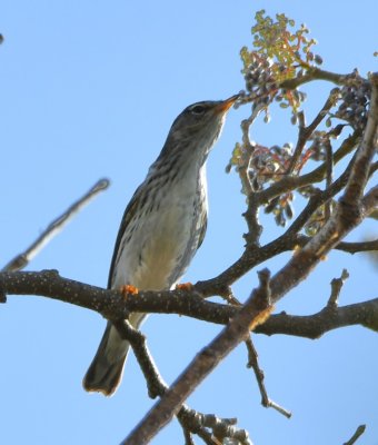 Blackpoll Warbler