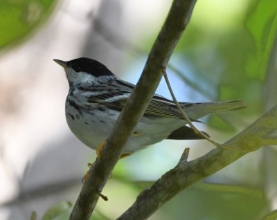 Male Blackpoll Warbler
