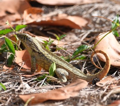 Curly-tailed Lizard