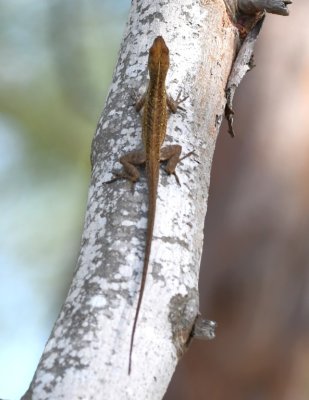 Anole