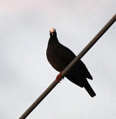 White-crowned Pigeon