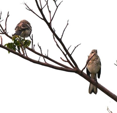 Mockingbirds