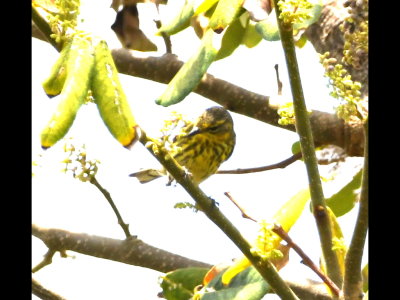 Cape May Warbler