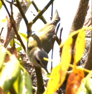 There were also a couple of Black-whiskered Vireos in the tree, but they were too high and moving too fast to more than a single blurry photo.