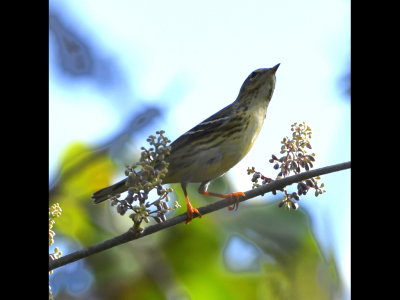 Blackpoll Warbler