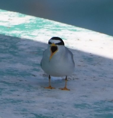 Several of us were not thinking much about birding as the Makai rocked and rolled its way back to Key West, but as we got within the shelter of the Marquesas Keys, the seas settled and, when we passed a buoy on our path, we noticed this Least Tern complaining about our presence. 