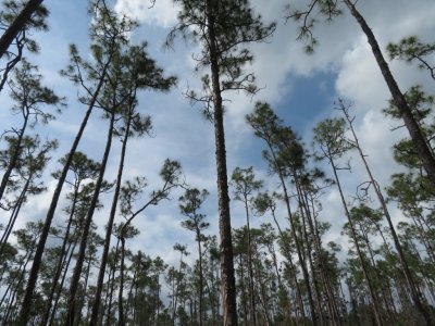 Pines on the Pinelands Trail. Wes and Dave explained the trees were old, but not big in circumference because the limestone they grow in offers few nutrients.