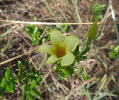 Greenish-yellow wildflower