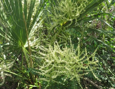 Blooming Sabal Palm