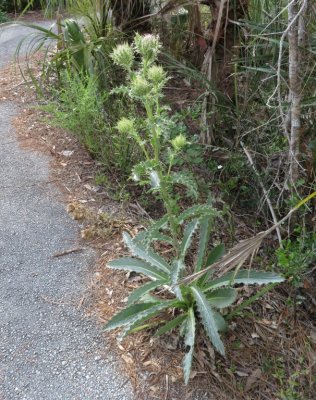 Thistle along the path