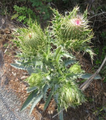 Buds of thistle flowers about to bloom