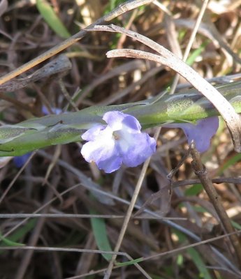 Porterweed flower