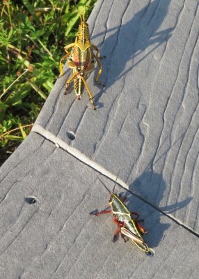 Adult and immature Lubber grasshoppers