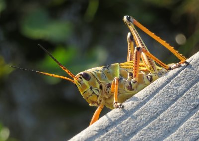 Adult Lubber grasshopper