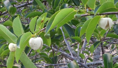 Swamp Apple blossoms, also called Alligator Apple because alligators eat the fruit