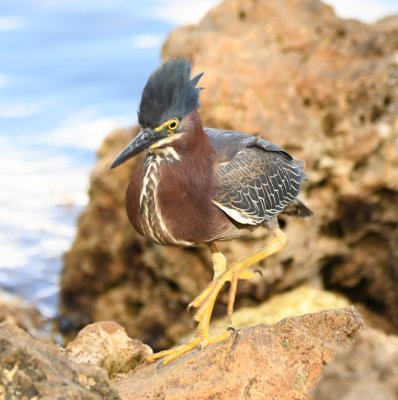 Steve walked across the little bridge from the parking lot to the marina and found this cocky looking Green Heron stomping along the rocks at the edge of the water.